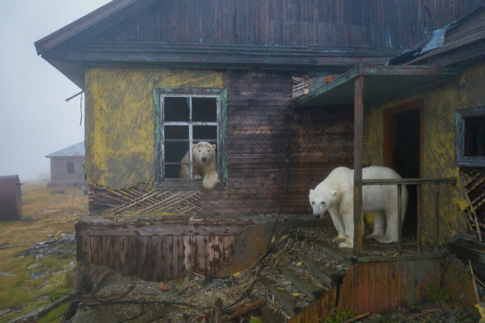 He had to travel to the far eastern part of the Russian Arctic just to get these beautiful shots.