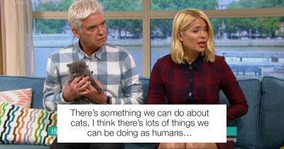 Sally Jones Enrages Global Cat Lovers When She Suggests Banning Cats In The UK