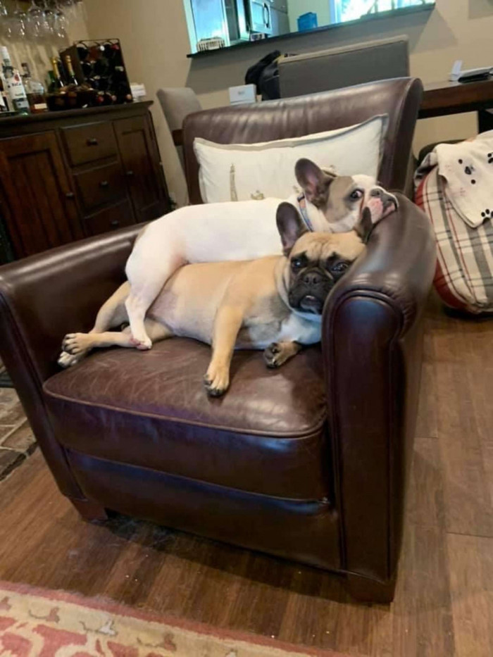Lewis said that at night, Frannie and Trixie do what most beloved pets do and sleep in bed with Lewis. During the day, however, it's cuddle puddle city for the two.
