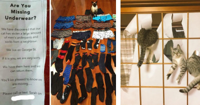 These Cats Will Do Everything In Their Power To Ruin Your Life