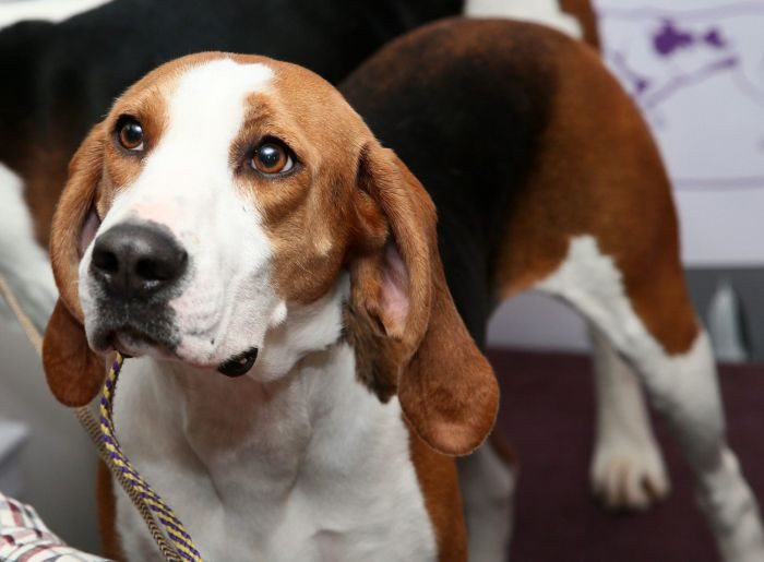 13. Treeing Walker Coonhound