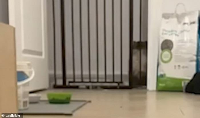 Gorgeous George, a chocolate point Himalayan, is annoyed by the stair gate in his way.