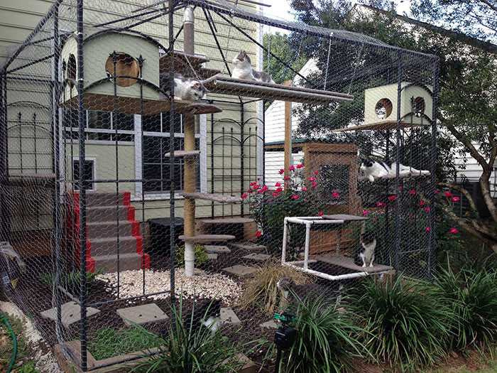 1. What should the ideal catio include?