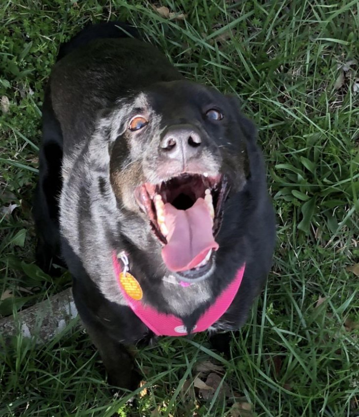 14. For the first time without a leash. A free, happy dog.