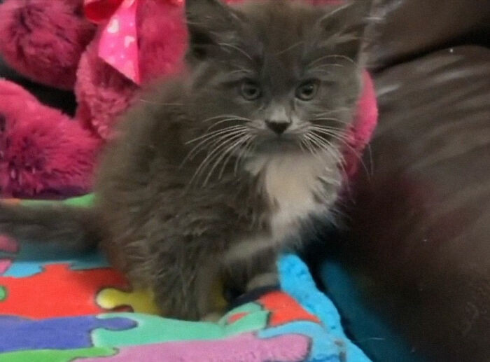 Basner shared how other animals have also had a positive effect on Lady Purrl.