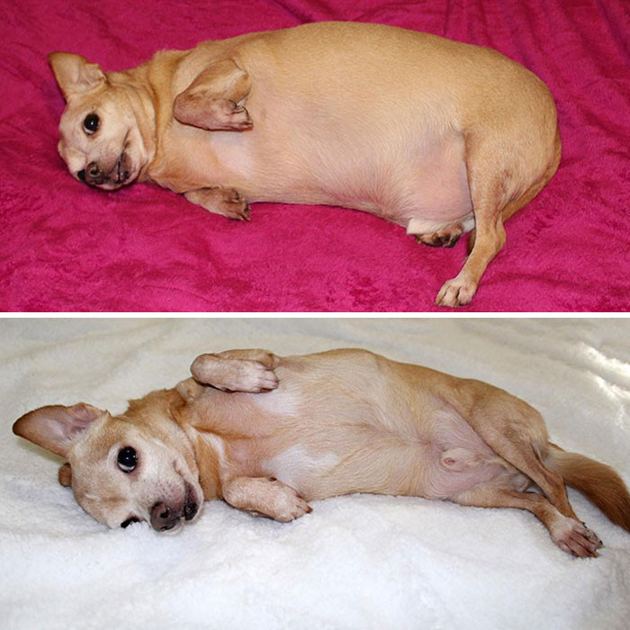 Adorable Puppers' Weight Loss Journeys Show Just How Far They've Come