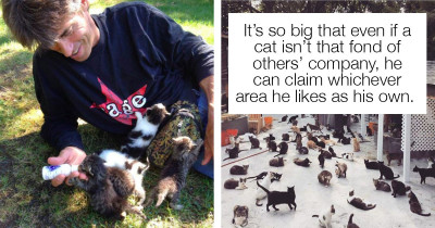 After Tragic Loss Of His Son, Man Opens Cat Sanctuary For 300 Cats