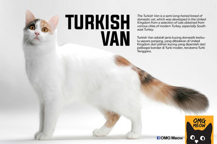 5. Turkish Van