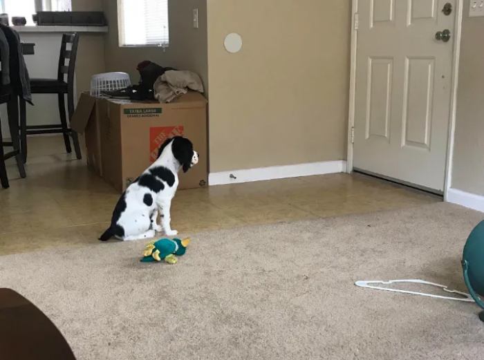 Waiting impatiently for his hooman.