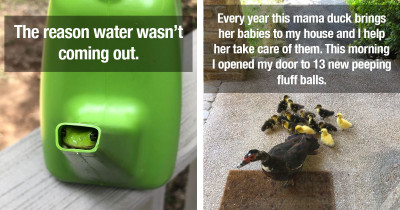 50 Super Funny Posts For Anyone Who Loves Animals And Wants To Forget That The World Is A Mess