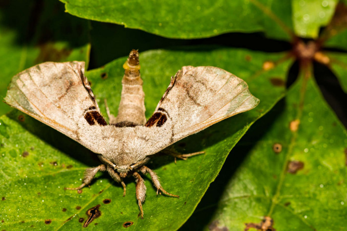 Since that fortunate day, Zimolong stays on the lookout for other such insects.