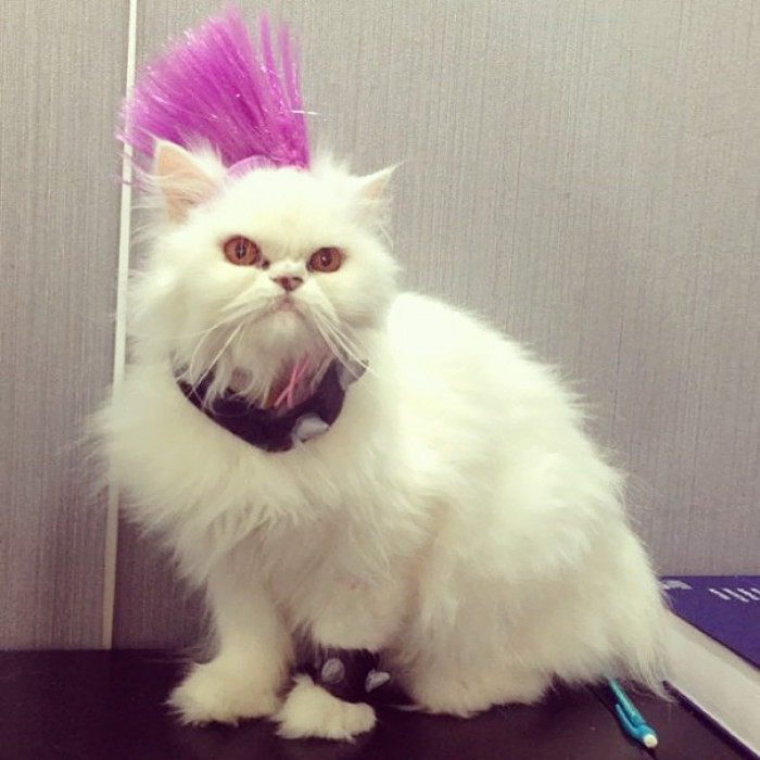 Punk Rock Puss