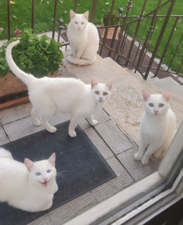 21. “Cats are gossip spreaders. Feed one in the neighborhood, and all of them will soon visit your place.”