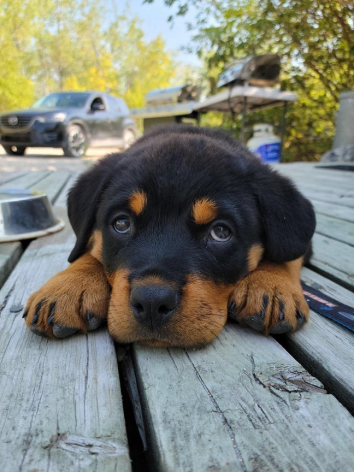 1. Look at that cute little face!