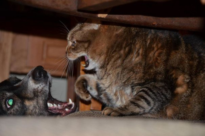 #91 Caught This Action Shot Yesterday When My Dog Wouldnt Leave My Cat Alone.. Cat Wasnt Happy