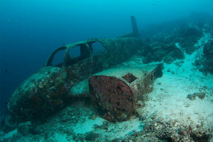 29. Fresh seafood from an aircraft wreck