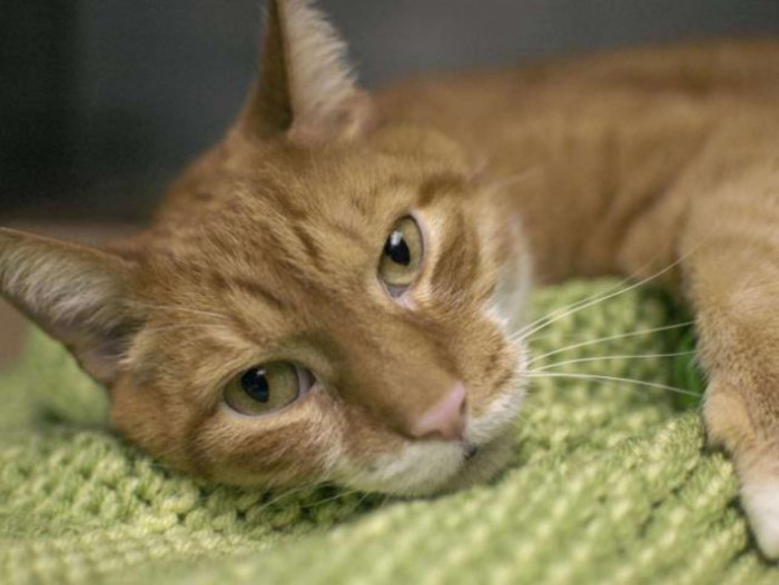 Rescued by Magnificat!