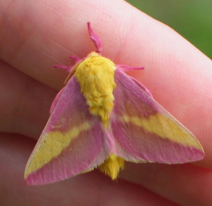 The University of Virginia’s Mountain Lake Biological Station the Rosy Maple Moths usually pop up in Spring.
