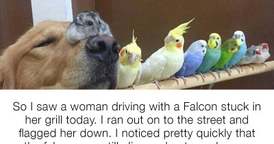 19 Posts That Prove Birds Are Pretty Awesome