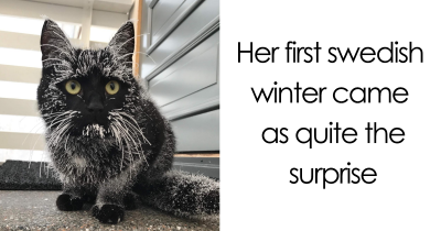 Animals Encountering Snow For The First Time Gives Us All The Feels
