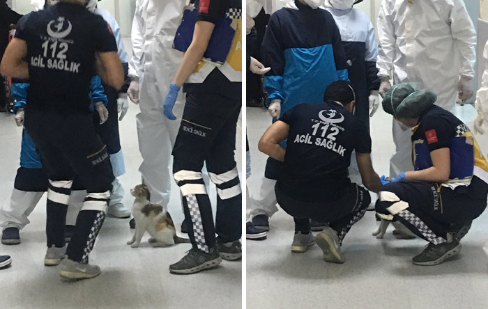 The pictures that were shared show paramedics huddled around the felines