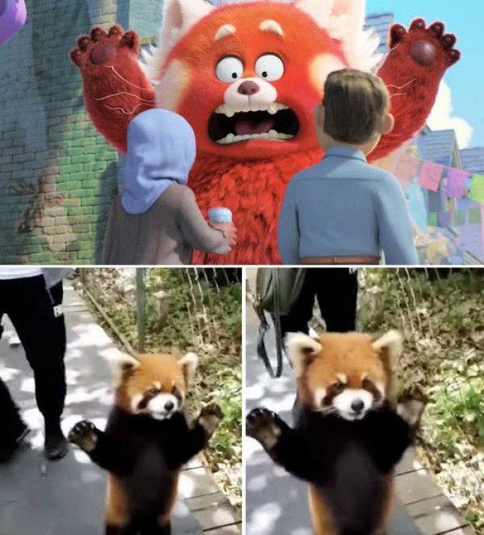 27. When Red Panda Mei is startled, she puts her hands in the air