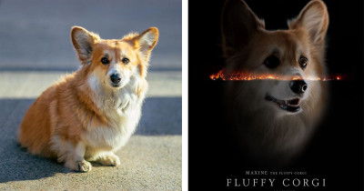Maxine the Corgi Doggo Being Photoshopped Into Movie Posters Is Everything Right Now