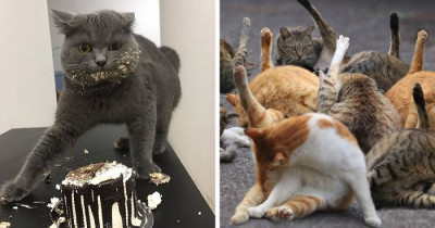 Cats Caught In Unflattering Photos Is Trending As A Viral Challenge On Twitter