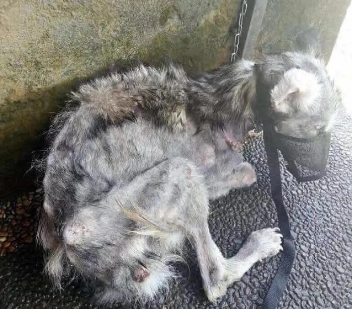 The poor dog was so weak he could barely stand up.