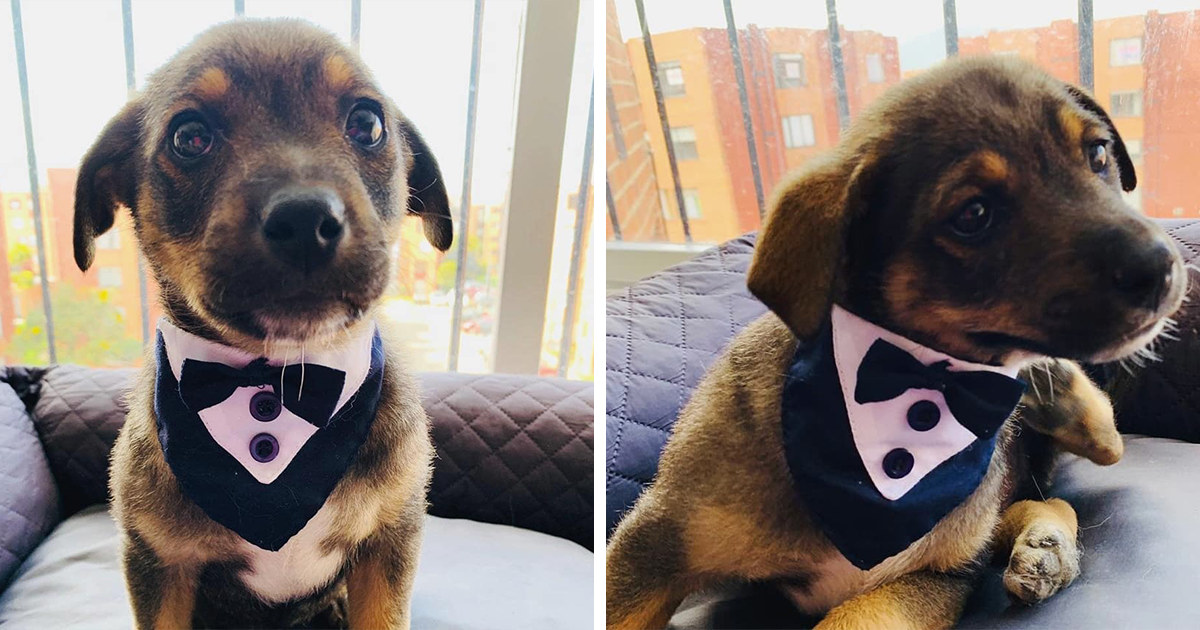 Precious Puppy Dressed In A Tuxedo To Meet His New Family, But Shelter Staff Say They Never Showed Up