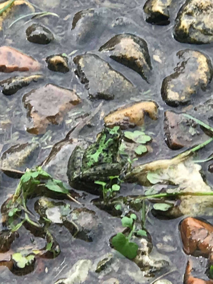 Phillips is sure she will keep seeing more frogs perfectly camouflaged.