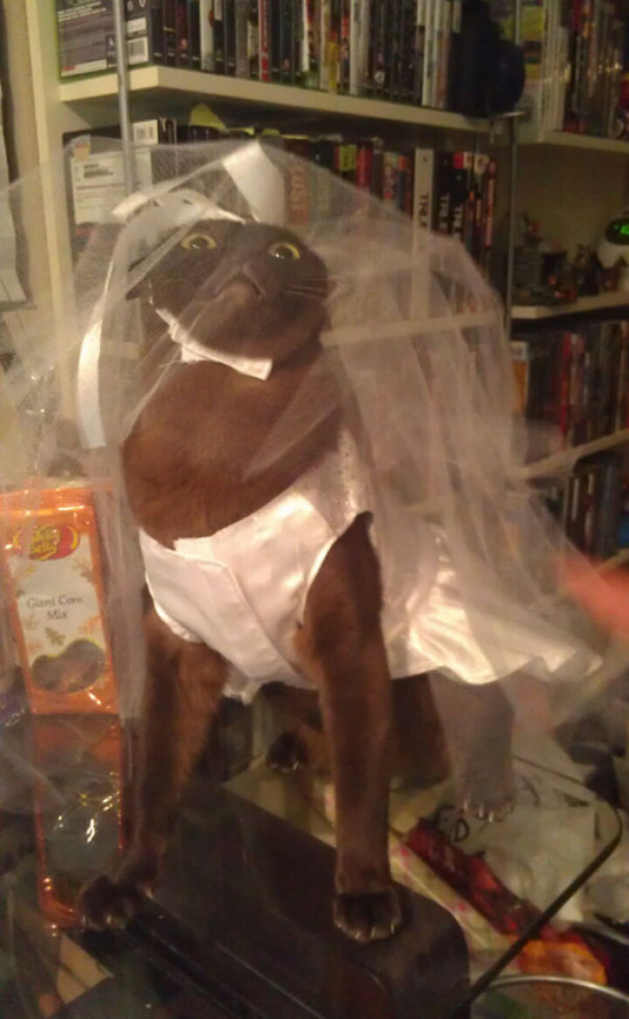 "Every Halloween, My Cats Suffer At The Hands Of My Mother's Amusement"