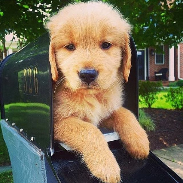 11. Check your mailbox; there is a full package of cuteness in it.