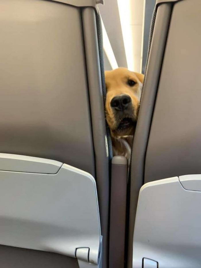 With a cute pup like Huxley on board, there's no doubt the flight would have gone by in a flash!