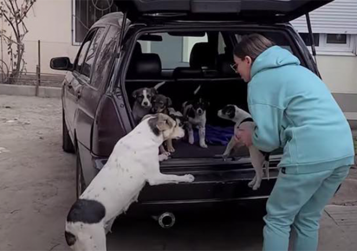 The rescuers realized the mama was afraid to approach, so they put the puppies in the hatch of their van and moved back so she wouldn't be.