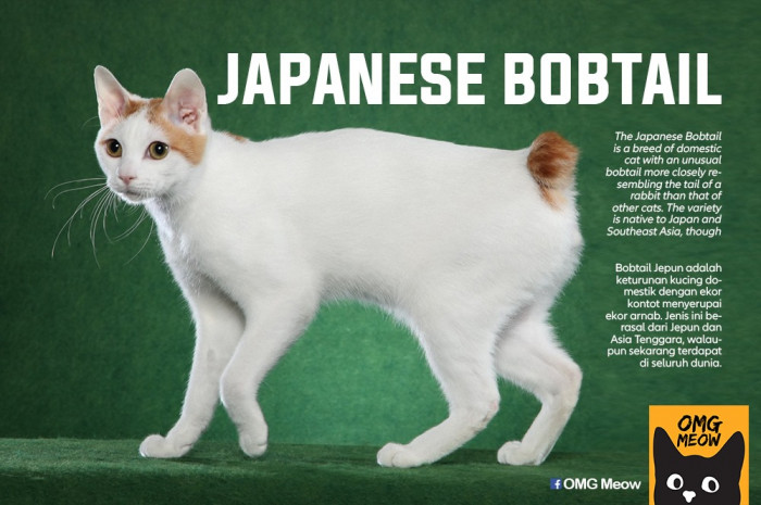 22. Japanese Bobtail