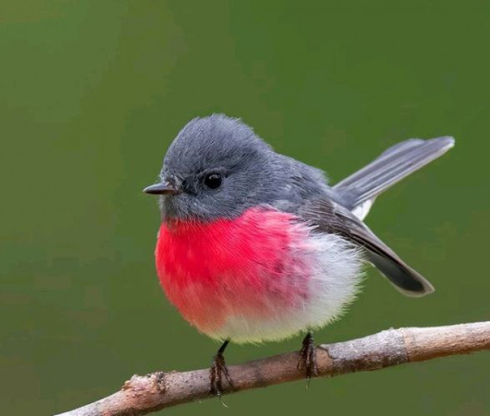 The rose robin is a small (4.3 inches) passerine bird with a relatively long tail