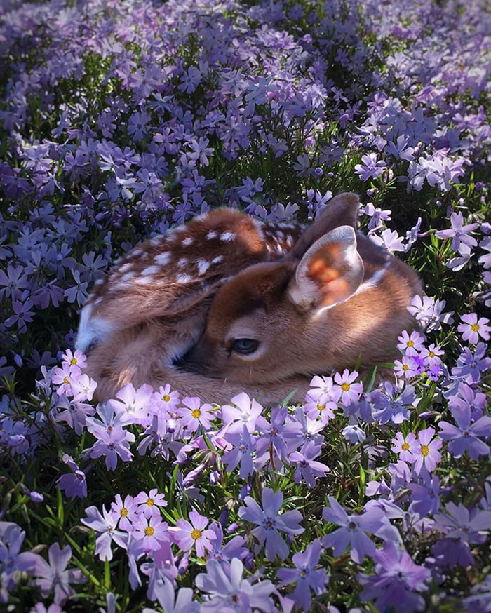 14. Baby Bambi