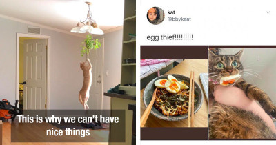 Naughty Cats and Their Rambunctious Shenanigans Need to Be Dealt With