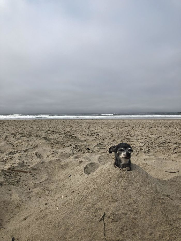 #9 My Boyfriend Decided To Take My Dog To The Beach Today For Some “Quality” Time Together