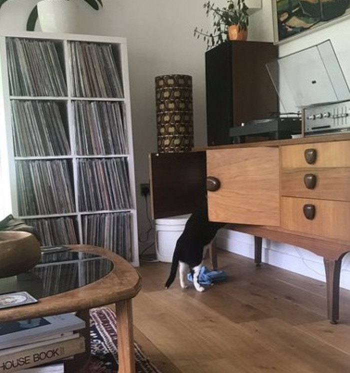 “My cat has kindly offered to clear out some drawers and cupboards for me today while I chill out.”