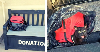 Husky Discovers a Zipped Cooler with a Cat Inside and Saves Her Life