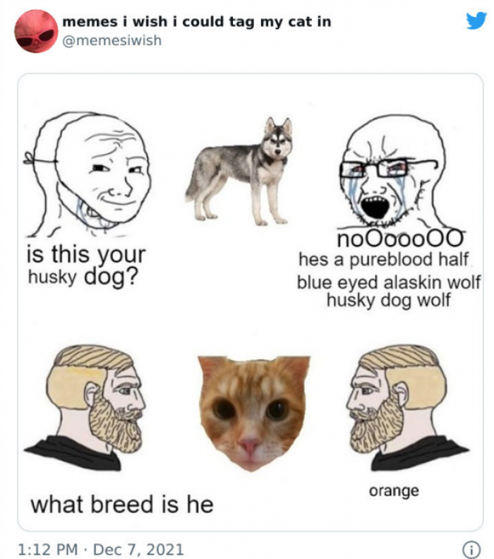 3. Fun fact: all orange cats share 1 brain cell 