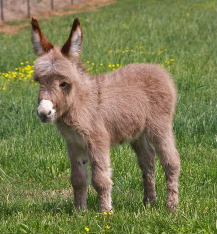 This little cutie is named Peep, as she was born on Easter