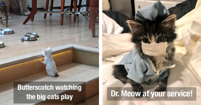 Cutest Cat Pictures Will Definitely Brighten Your Quarantine Life (And Post Quarantine Life, Too!)