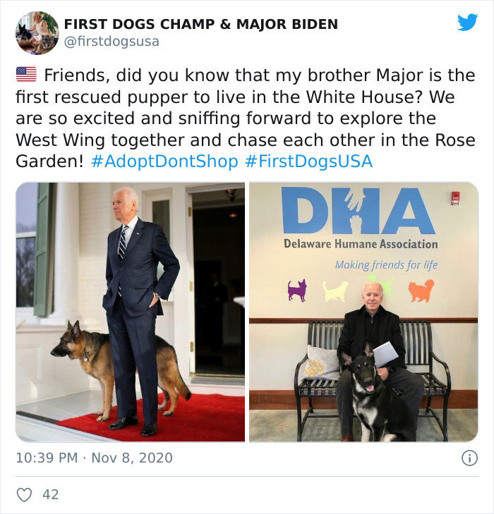 But Trump didn't have a dog or a pet at all, so people are very excited for the Bidens to move in with their pups.