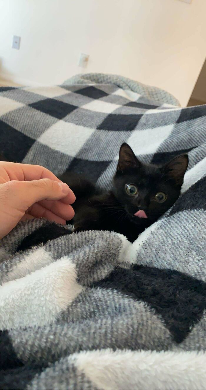 23. What a cheeky cat!