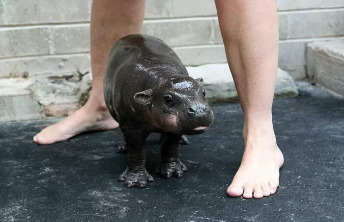 5. Who Would've Thought A Baby Hippo Could Be This Cute?!