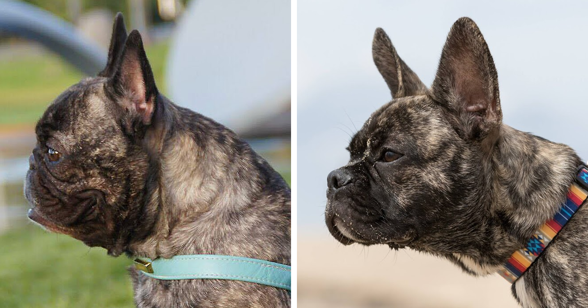 Best French Bulldog With Long Snout of the decade Learn more here 