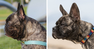 Breeder Is Re-engineering The Faces Of French Bulldogs To Ensure They Are Bred "For Health, Not Show"